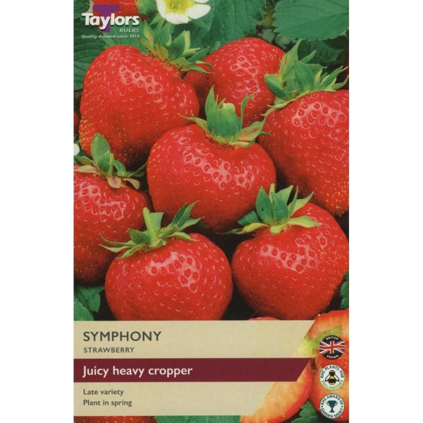 Strawberry Symphony - Pack of 3